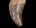 Basilosaur (Primitive Whale) Tooth #11429-3
